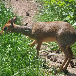 Kirk's dik-dik (Madoqua kirkii), 2022-06-12