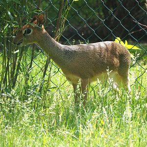 Kirk's dik-dik (Madoqua kirkii), 2022-06-12
