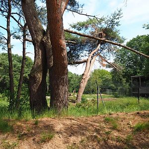 Southern cheetah exhibit, 2022-06-12
