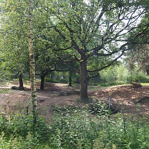 Spotted hyena exhibit, 2022-06-12