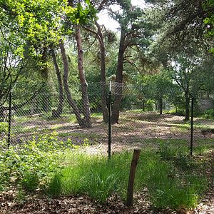 Spotted hyena exhibit, 2022-06-12