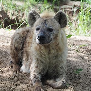 Spotted hyena (Crocuta crocuta), 2022-06-12