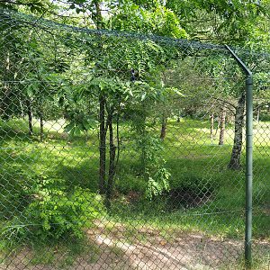 Southern cheetah exhibit, 2022-06-12