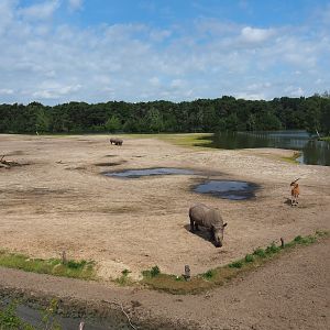 Southern white rhinoceros, Ankole-Watusi cattle, Common eland and Blesbok plains, 2022-06-12
