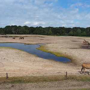 Southern white rhinoceros, Ankole-Watusi cattle, Common eland and Blesbok plains, 2022-06-12