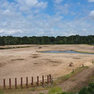 Southern white rhinoceros, Ankole-Watusi cattle, Common eland and Blesbok plains, 2022-06-12