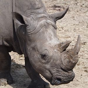 Southern white rhinoceros (Ceratotherium simum simum), 2022-06-12