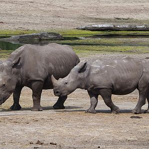 Southern white rhinoceroses (Ceratotherium simum simum), 2022-06-12