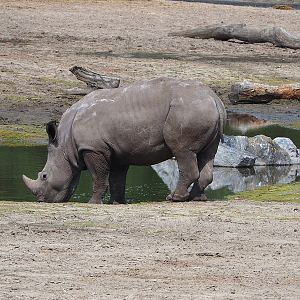 Southern white rhinoceros (Ceratotherium simum simum), 2022-06-12