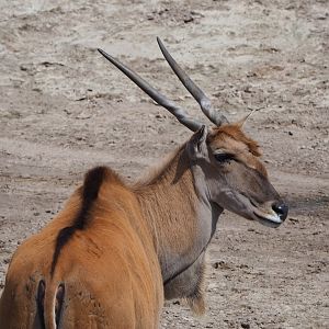 Common eland (Taurotragus oryx), 2022-06-12
