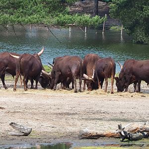 Ankole-Watusi cattle (Bos taurus indicus x B. t. taurus), 2022-06-12