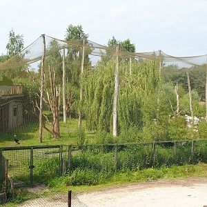 Greater flamingo and Black crowned crane aviary, 2022-06-12