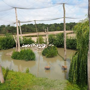 Greater flamingo and Black crowned crane aviary, 2022-06-12