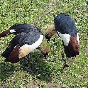 Western black crowned cranes (Balearica pavonina pavonina), 2022-06-12