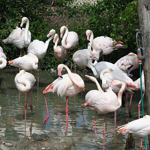 Greater flamingos (Phoenicopterus roseus), 2022-06-12