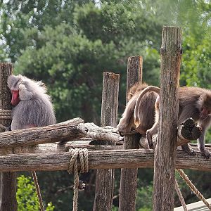 Hamadryas baboons (Papio hamadryas), 2022-06-12