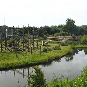 Chimpanzee island, 2022-06-12