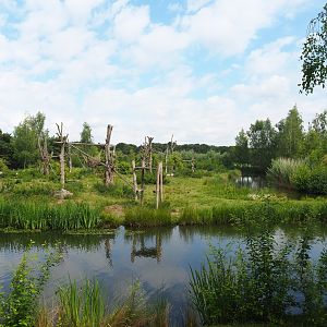 Chimpanzee island, 2022-06-12