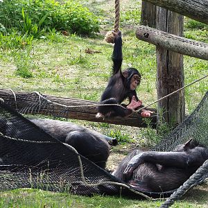 Chimpanzees (Pan troglodytes verus), 2022-06-12