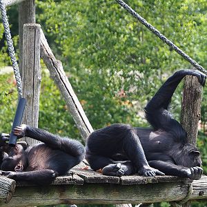 Chimpanzees (Pan troglodytes verus), 2022-06-12