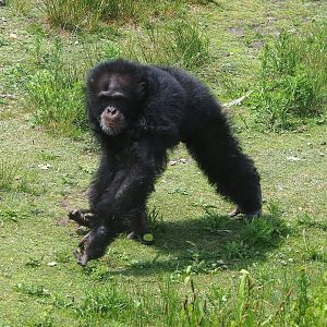 Chimpanzee (Pan troglodytes verus), 2022-06-12