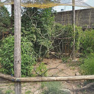 Von der Decken's hornbill, Superb starling and Yellow-necked francolin aviary, 2022-06-12