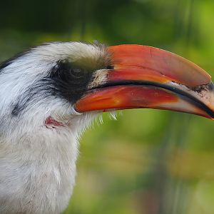 Von der Decken's hornbill (Tockus deckeni), 2022-06-12