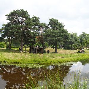 Bachelor Western lowland gorilla and Mantled colobus island, 2022-06-12