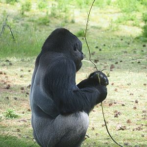 Western lowland gorilla (Gorilla gorilla gorilla), 2022-06-12
