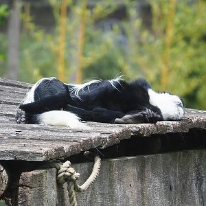Mantled colobus (Colobus guereza), 2022-06-12