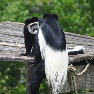 Mantled colobuses (Colobus guereza), 2022-06-12