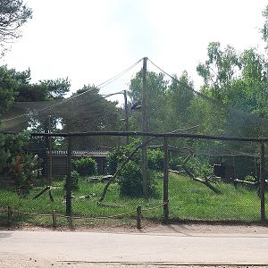 Western Eurasian griffon vulture, Rüppell's griffon vulture, Hooded vulture and Common black kite aviary, 2022-06-12