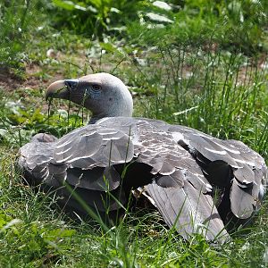 Rüppell's griffon vulture (Gyps rueppelli rueppelli), 2022-06-12
