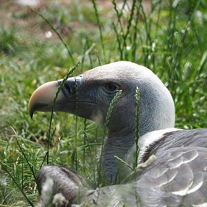 Rüppell's griffon vulture (Gyps rueppelli rueppelli), 2022-06-12