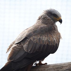 Common black kite (Milvus migrans migrans), 2022-06-12