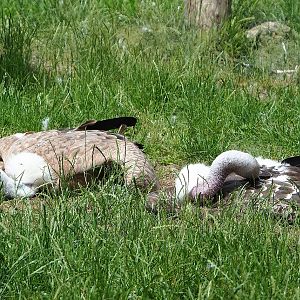 Western Eurasian griffon vulture (Gyps fulvus fulvus), and Rüppell's griffon vulture (Gyps rueppelli rueppelli), 2022-06-12