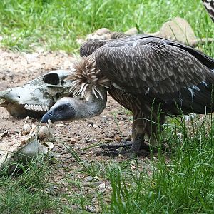 Juvenile Western Eurasian griffon vulture (Gyps fulvus fulvus), 2022-06-12