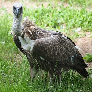 Juvenile Western Eurasian griffon vulture (Gyps fulvus fulvus), 2022-06-12