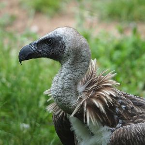 Juvenile Western Eurasian griffon vulture (Gyps fulvus fulvus), 2022-06-12