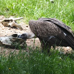 Juvenile Western Eurasian griffon vulture (Gyps fulvus fulvus), 2022-06-12