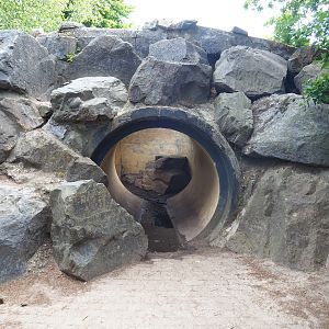 "Pop-up style" meerkat exhibit viewing area, 2022-06-12