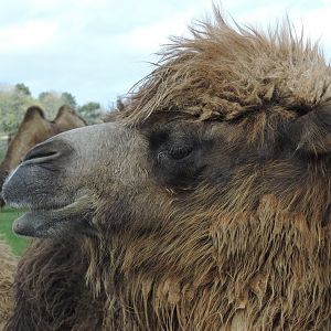 Bactrian Camel