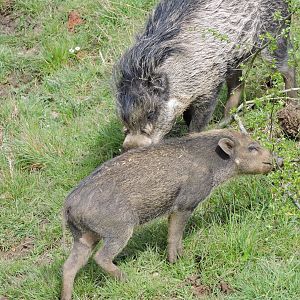 Visayan Warty Pig
