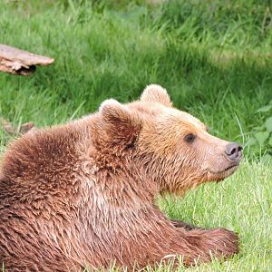 One of the new Brown Bears