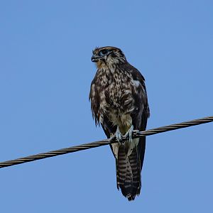 Brown Falcon