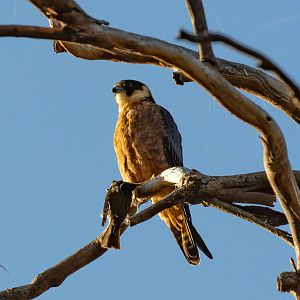 Australian Hobby with breakfast