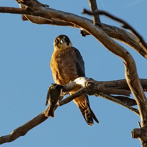 Australian Hobby with breakfast