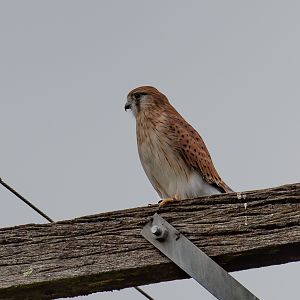 Nankeen Kestrel