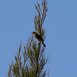 Yellow-faced Honeyeater