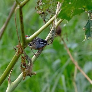 Spotted Pardalote